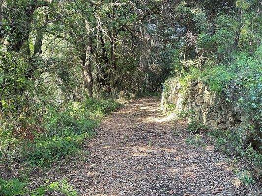 Einfahrt zum Olivenhain