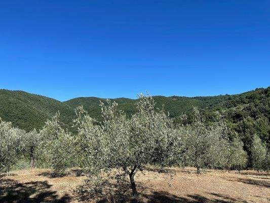 Grundstück Olivenhain