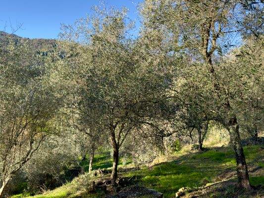 IB951_26 TERRA ITALIA IMMOBILIEN_LIGURIEN_ISOLABON