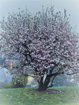 Magnolienbaum in voller Blüte