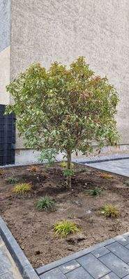 Bepflanzung gegenüber Terrasse