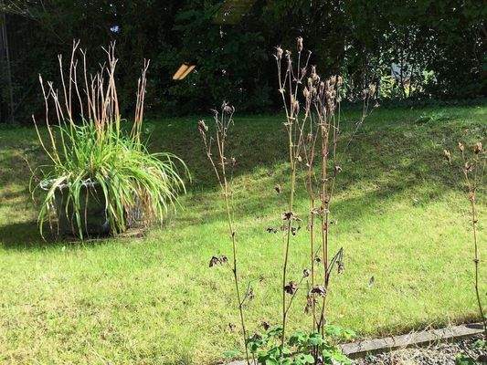 Blick in den Garten aus dem Hobbyraum  im UG.jpeg