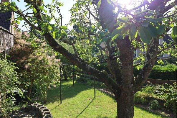 Blick in den grünen Garten mit altem Baumbestand