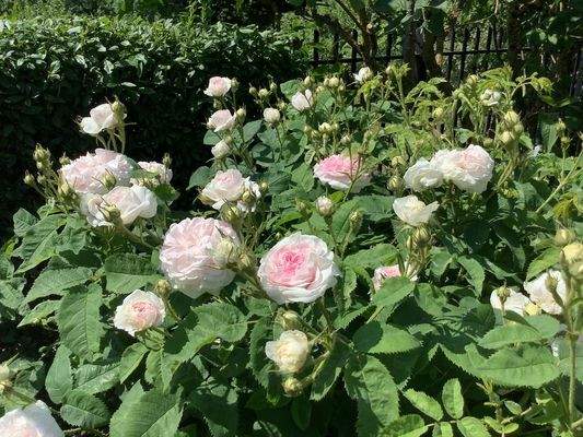 Der geschmackvolle Zaun mit edlen Rosen im Vordergrund