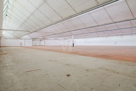 Papenburg Halle, Papenburg Hallenfläche