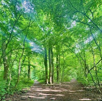 Naturwald um die Ecke