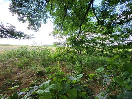 Örkény 20 ha Übersicht2