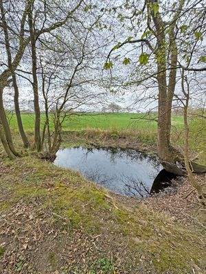 Waldabschnitt mit kleinen Teich