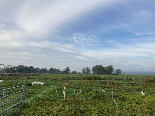 Blick über das Grundstück zur Pachtfläche