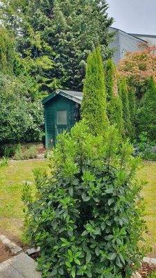 Garten hinter dem Haus 3