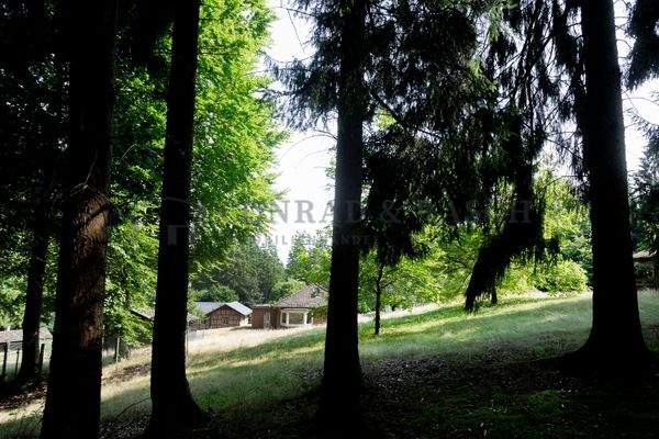 Waldimpressionen auf eigenem Grundstück