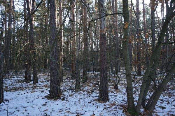 Grundstück vorne (3).jpg