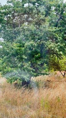 zwei Rehe - Blick aus dem WoZi