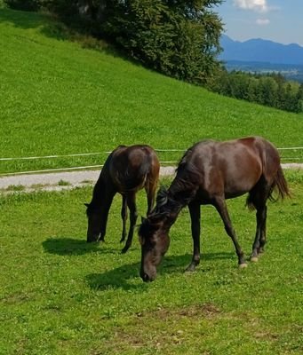 Traumanlage mit Bergblick