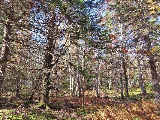 Cape Breton - 3,1 Hektar großes See-Ufergrundstück
