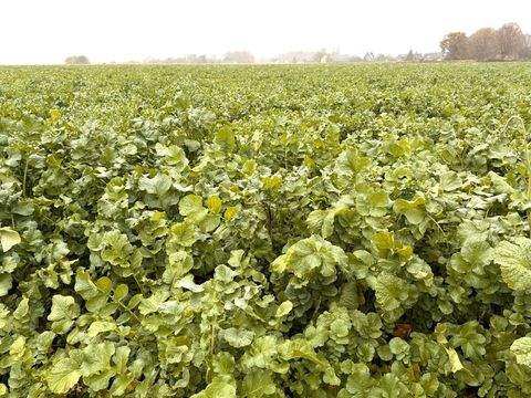 Viersen Bauernhöfe, Landwirtschaft, Viersen Forstwirtschaft