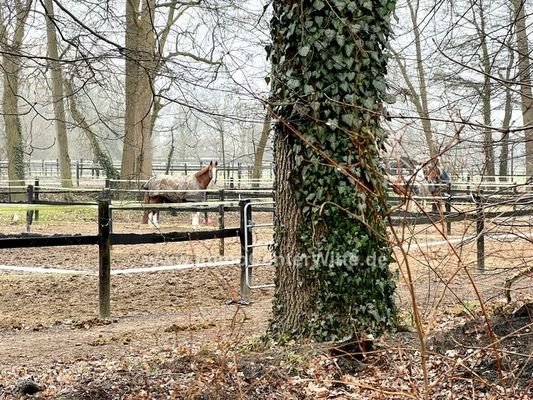 In der Nähe ein Pferdehof