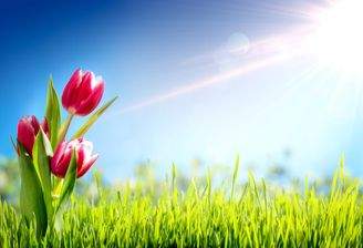 grüne Wiese - Blauer Himmel