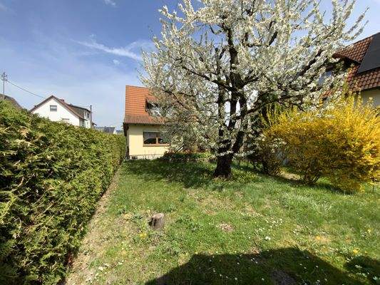 großer sonniger Garten