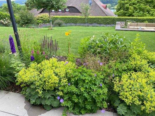 Wunderschöne Pflanzen im Garten 