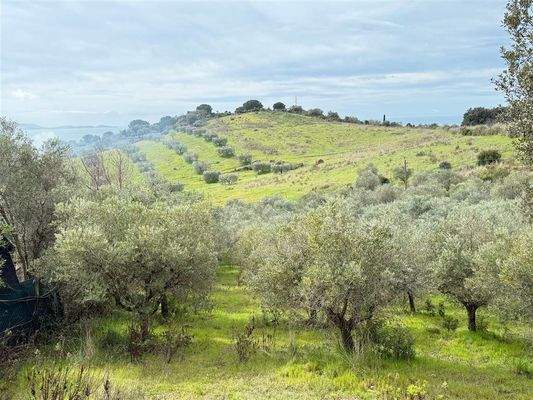 Olivenhain