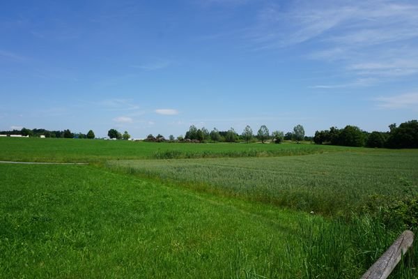 Blick ins Grüne