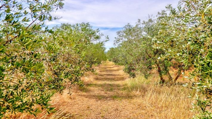 Olive trees