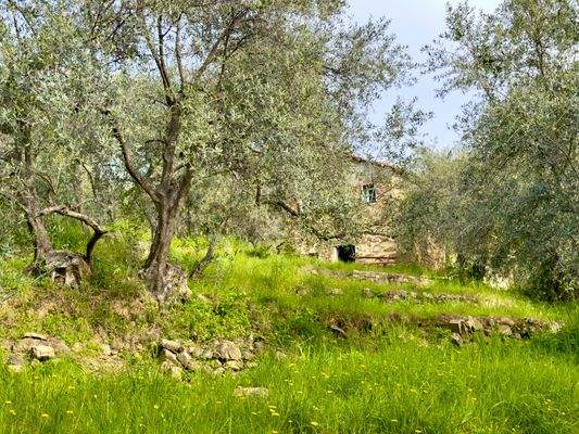 DA964_16 TERRA ITALIA IMMOBILIEN_LIGURIEN_DOLCEACQ