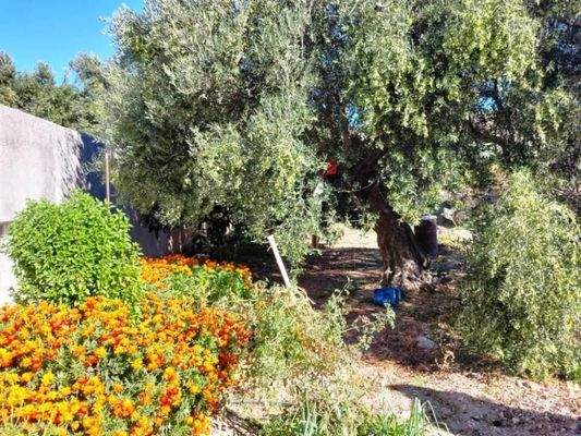 Ostkreta, Pappagiannades: Bewohnbares Haus mit Olivenbäumen und Bergblick zu verkaufen