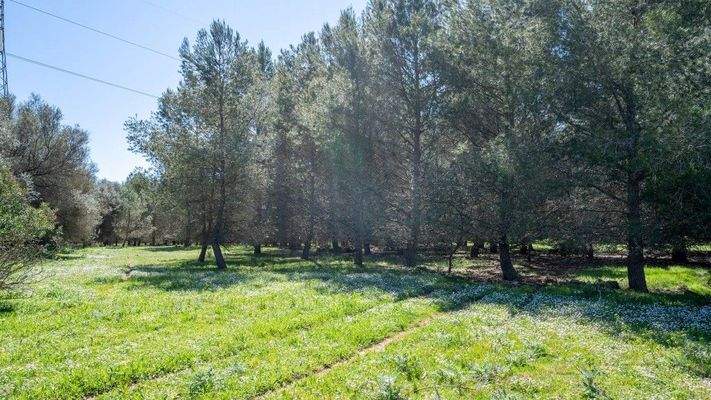 Algaida Mallorca Landhaus zum Verkauf Blick 92303