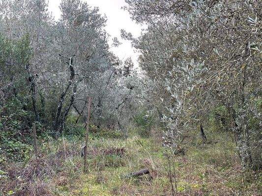 Olivenhain Massa Marittima