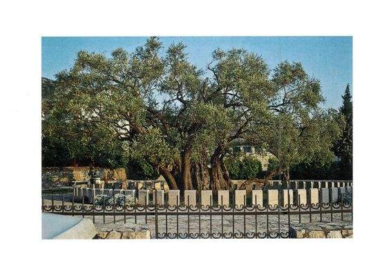 Ältester Olivenbaum "ever"?