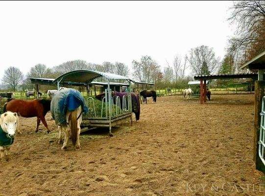 alle Paddocks haben Raufen und Unterständen