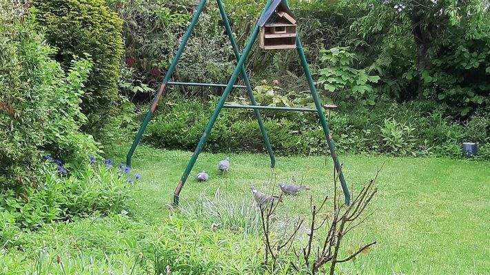 Eingewachsener Garten mit Schaukel 