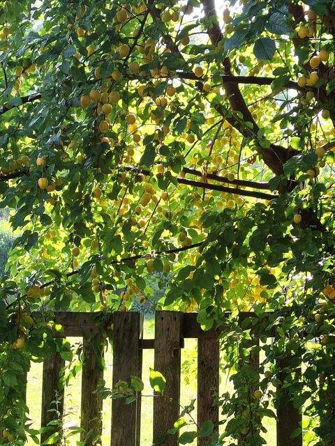 Grafschaft Häuser, Grafschaft Haus kaufen