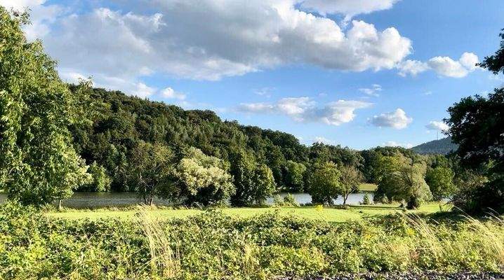 Sommerliche Waldlandschaft