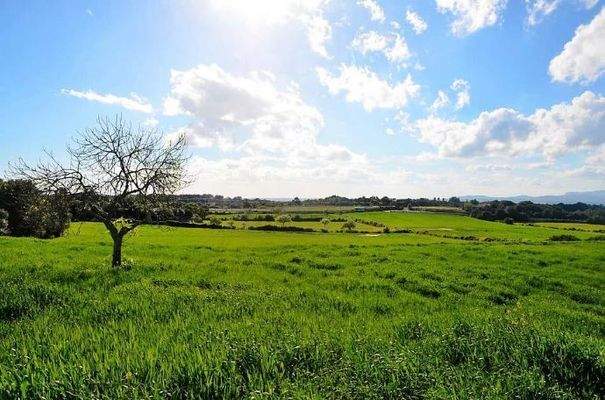 7139_04_Felanitx_Grundstück