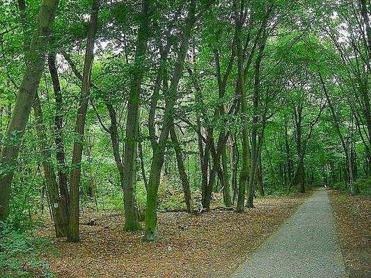 Umgebung: Grünauer Forst