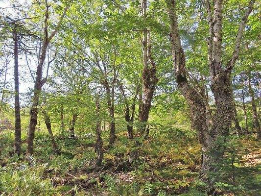 Cape Breton - Top-Investment-Gelegenheit:  Neu-Ers