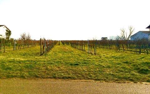 Kirrweiler (Pfalz) Bauernhöfe, Landwirtschaft, Kirrweiler (Pfalz) Forstwirtschaft