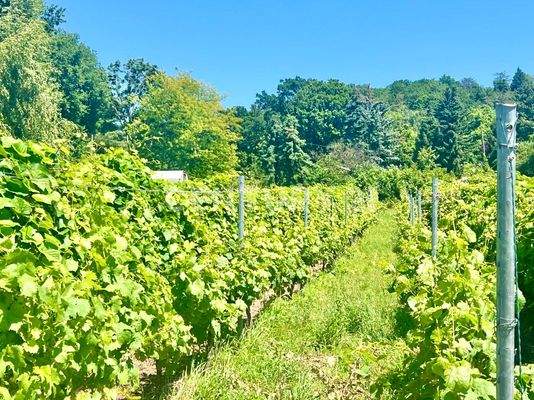 Weinstöcke Müller-Thurgau