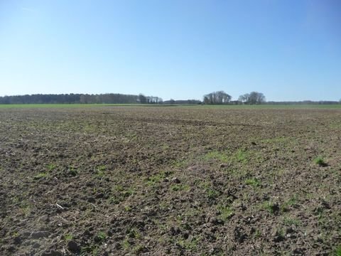 Rieste Bauernhöfe, Landwirtschaft, Rieste Forstwirtschaft