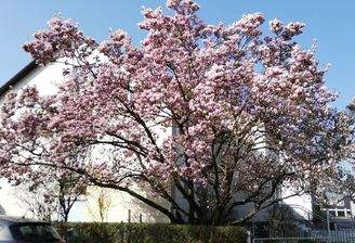 Blühende Magnolie vor dem Haus