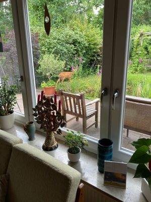 Manchmal kommt Besuch / Reh aus dem Wald vorbei 