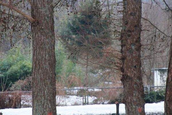 Blick in den Riesebuschwald