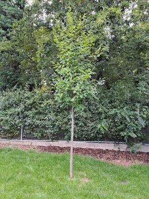 junger Baum im Garten