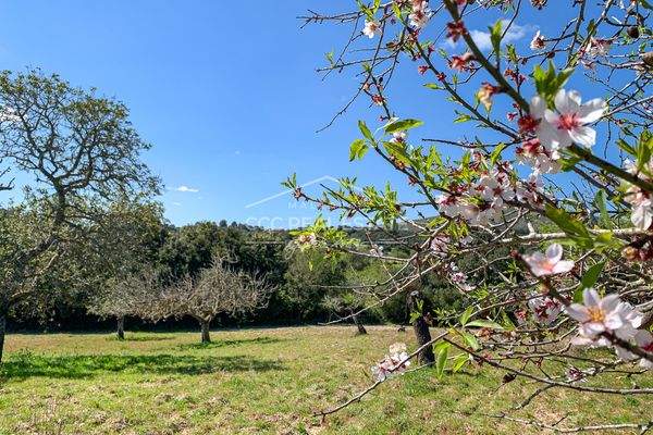 ... und Mandelbäume