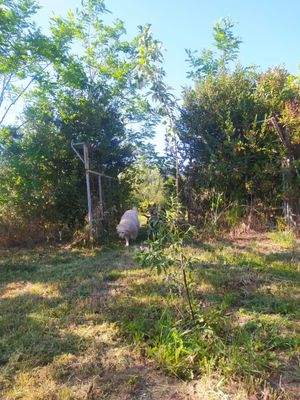 Der eingewachsene Garten.jpg