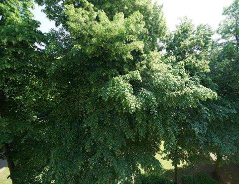 Frankfurt am Main Wohnungen, Frankfurt am Main Wohnung kaufen