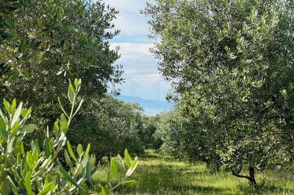 Landwirtschaftliche Oase auf der Insel Krk